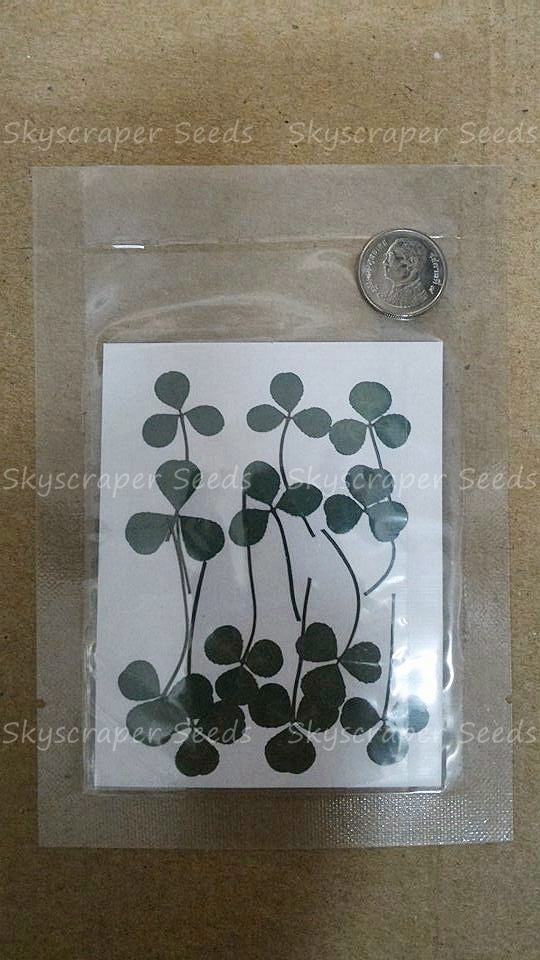ใบโคลเวอร์แห้ง - Dried Clover Leaves