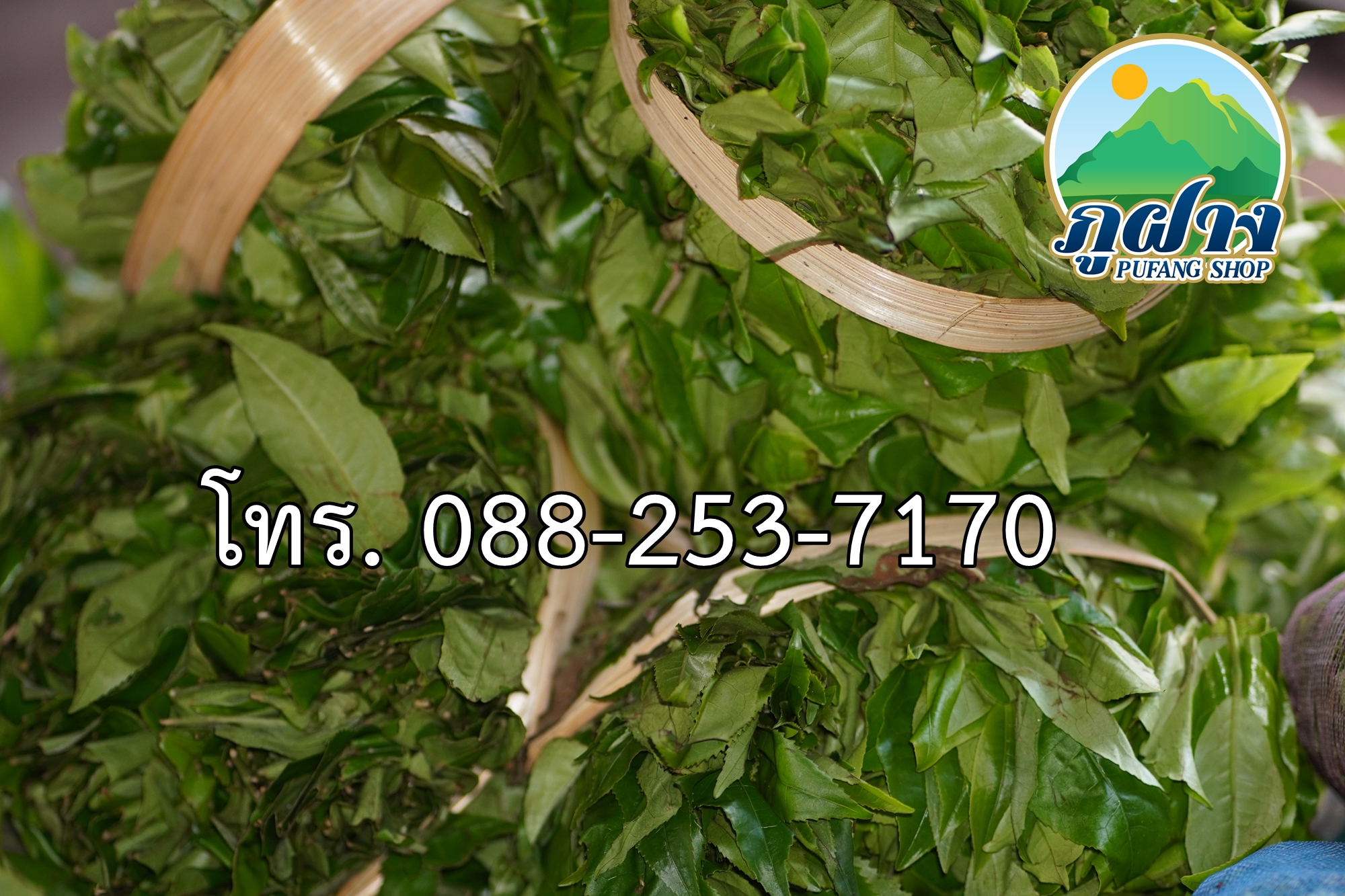 ใบชาสด ขนาด 500 กรัม ชาเขียวอัสสัมแบบสด ASSAM GREEN TEA ชาออแกร์นิค ชาป่า จากดอยลาง อ.แม่อาย สามารถนำไปประกอบอาหาร เช่น ยำเมี่ยง (ยำใบชา) สินค้า Preoder ต้องสั่งล่วงหน้า**