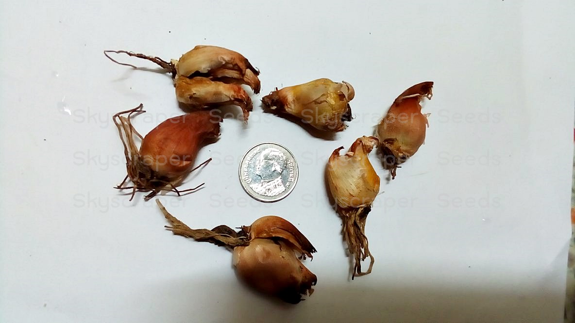 ดอกลายเสือคละสี - Mixed Tigridia