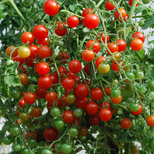 มะเขือเทศสวีทพีเคอเร้นท์ - Sweet Pea Currant Tomato