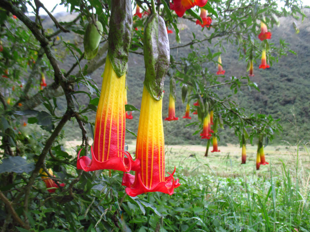 แตรนางฟ้าสีแดง - Brugmansia sanguinea (หายาก)
