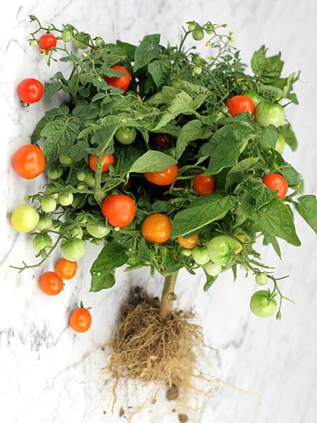 มะเขือเทศมินิเบล - Minibel Tomato