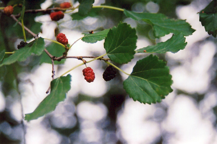 หม่อนรัสเซีย - Russian Mulberry