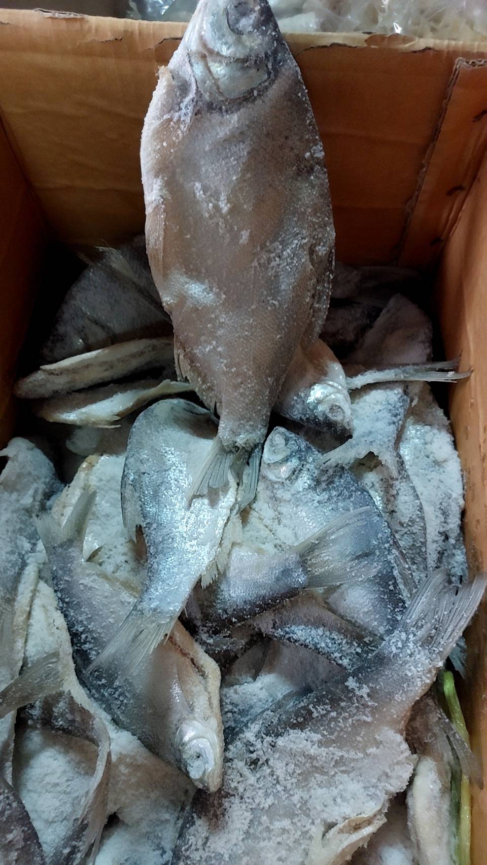 ปลาหมักเกลือ ปลาเน่า น้ำหนัก 500 กรัม ပႃႇၸႃႇ - ပႃႇၸႃႇၶမ်းၵႅတ်းသေ ปลาหมักสูตรไทยใหญ่ Fermented Fish - Burmese Style Pickled Fish ปลาเน่า ปลาเน่าเกเซ นำไปประกอบอาหารได้หลากหลายชนิด รับประกันความอร่อย