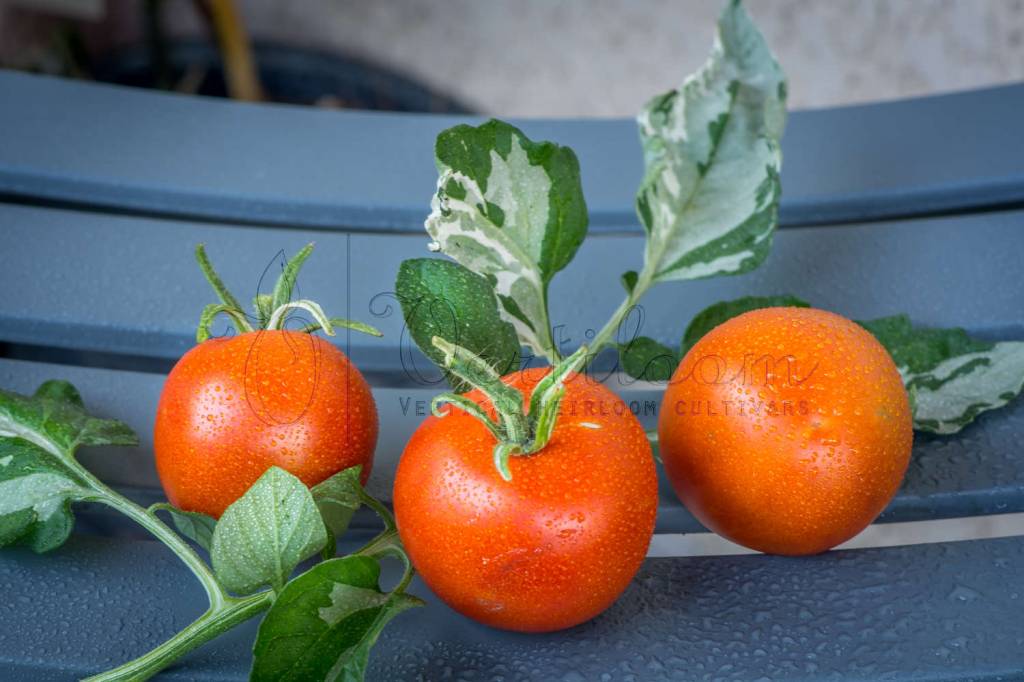 มะเขือเทศใบด่าง - Variegated Tomato