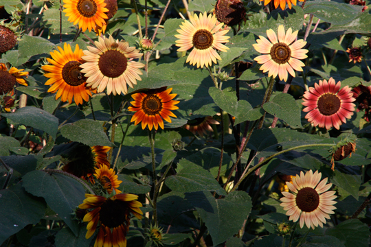 ทานตะวันออทั่มบิวตี้ - Autumn Beauty Sunflower