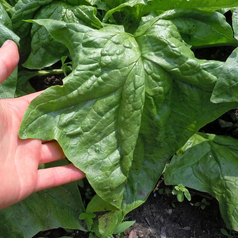 ผักปวยเล้งไจแอ้นท์โนเบล - Giant Noble Spinach