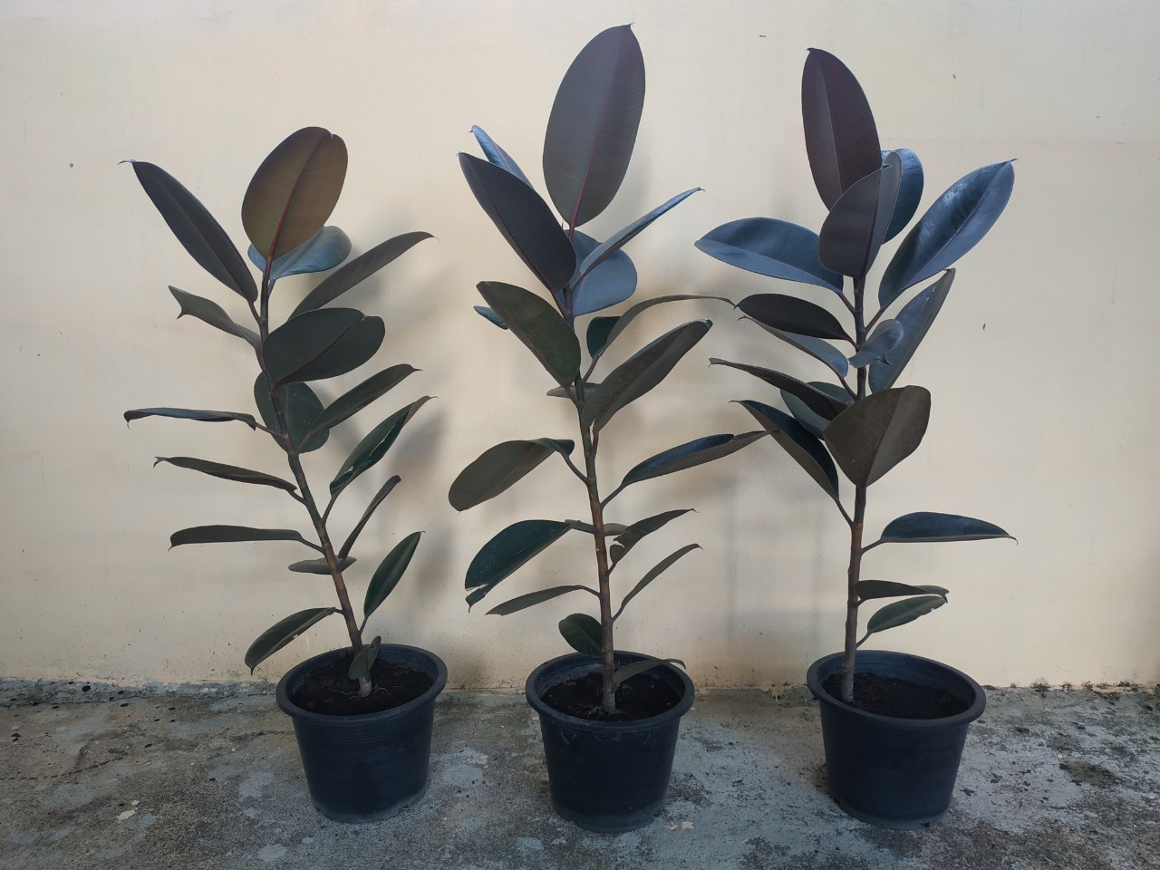 ต้นยางอินเดียใบดำ - Ficus elastica Black