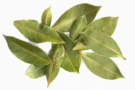 ต้นกระวาน - Bay leaf (Laurus nobilis)