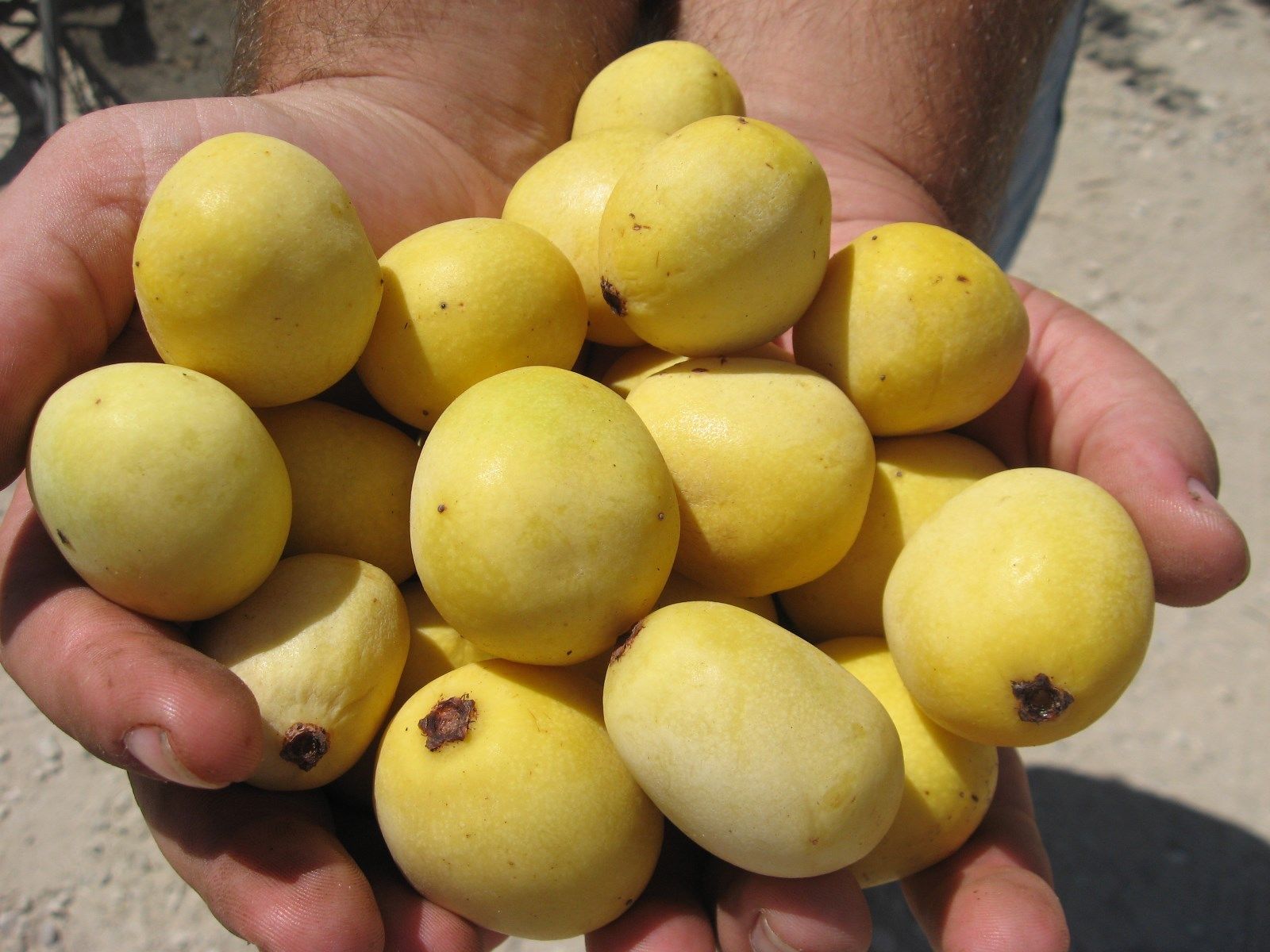 มารูล่า - Marula