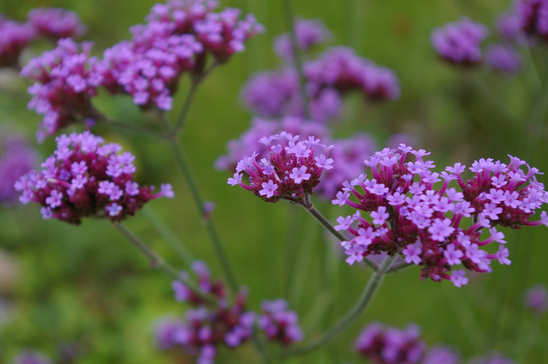 เวอร์บิน่าคละสี - Mixed Verbena (Verbena Tenuisecta)
