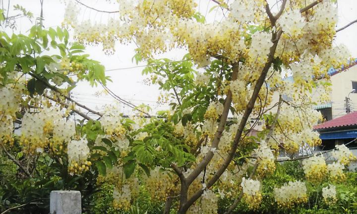 คูนขาว - Cassia Fistula