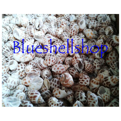 หอยหวานชั่งกิโล