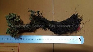 กุหลาบแวมไพร์ - Rose of Jericho (แบบต้น)