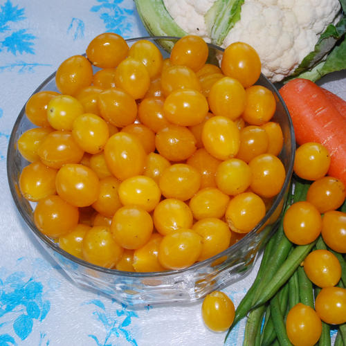 มะเขือเทศอิลดิ - Ildi Tomato