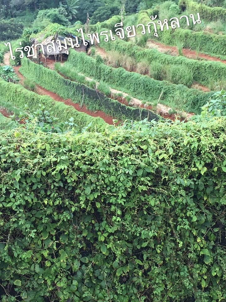 ชาเจียวกู่หลาน ขนาด 500 กรัม (ครึ่งกิโลกรัม) ราคานี้คุ้มสุด ๆ ชาออแกร์นิค เจียวกู่หลาน ปลอดสารเคมี Jiaogulan (Gynostemma pentaphyllum) ชาสมุนไพรแห่งชาติปี 2548