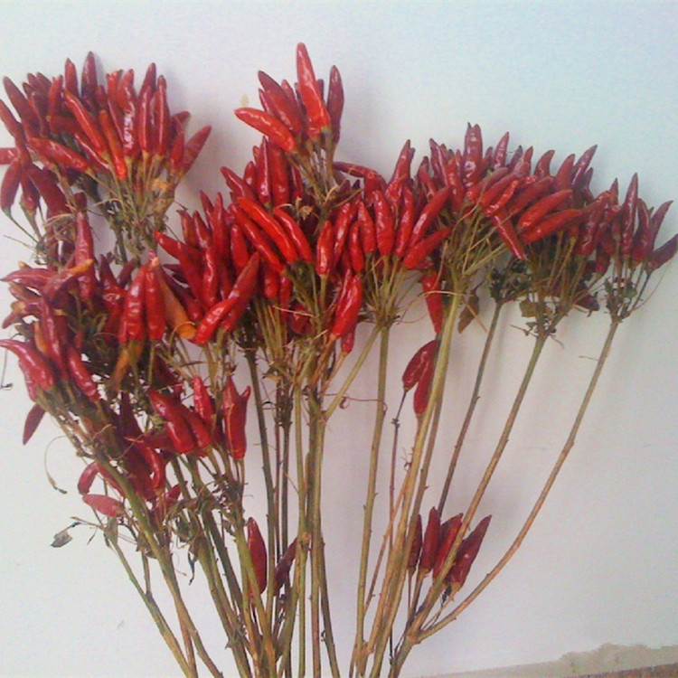 พริกช่อจีน - Chinese High Yield Hot Pepper