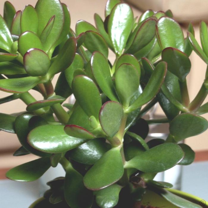 คลาสซูล่า - Jade Plant (Crassula ovata)
