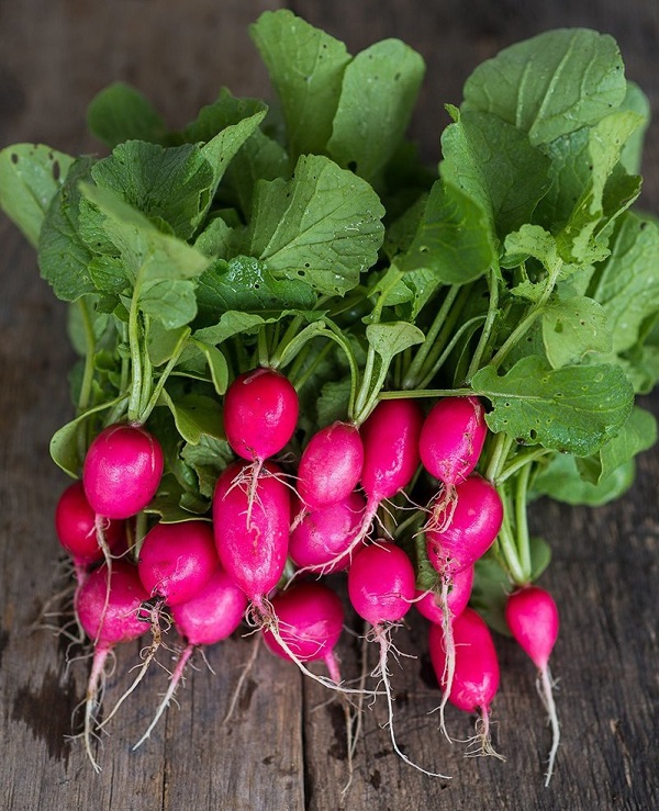 แรดิชเลดี้สลิปเปอร์ - Lady Slipper Radish