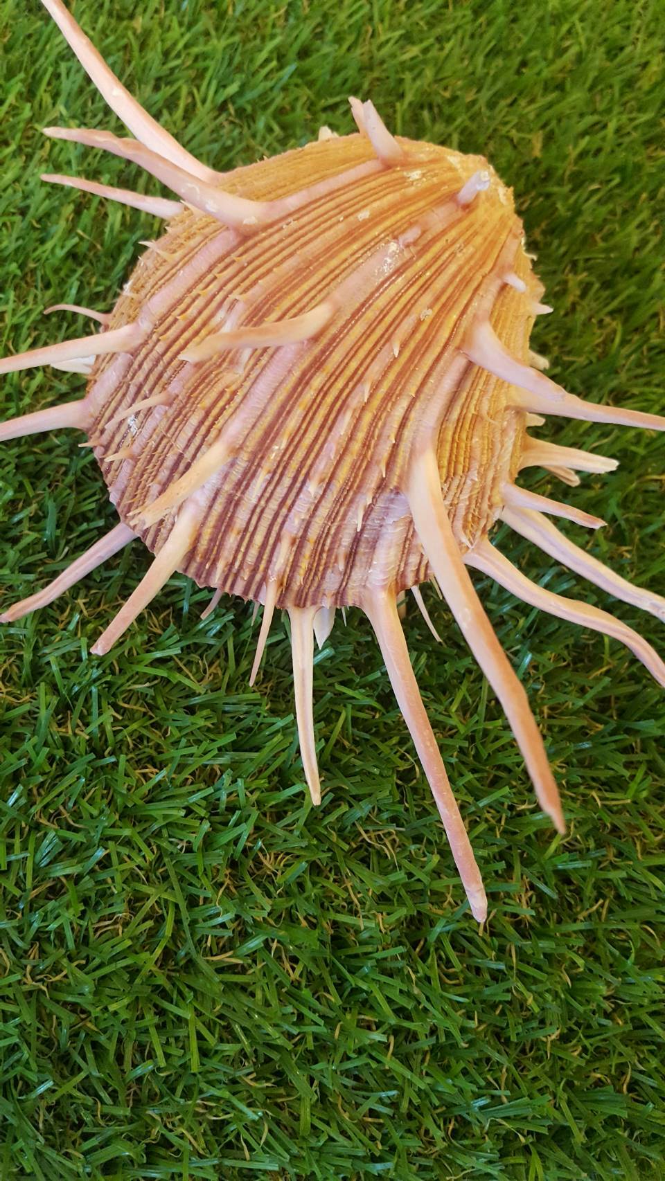 เปลือกหอยหนามทุเรียนเกรด A