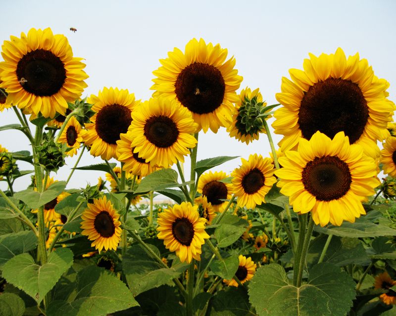 ทานตะวันโกลด์รัช - Gold Rush Sunflower (พันธุ์ตัดดอก)