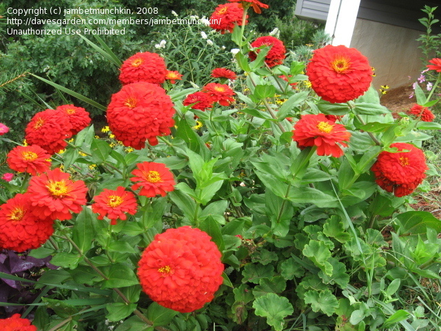บานชื่นสีแดงคละชนิด - Red Cherry Queen Zinnia