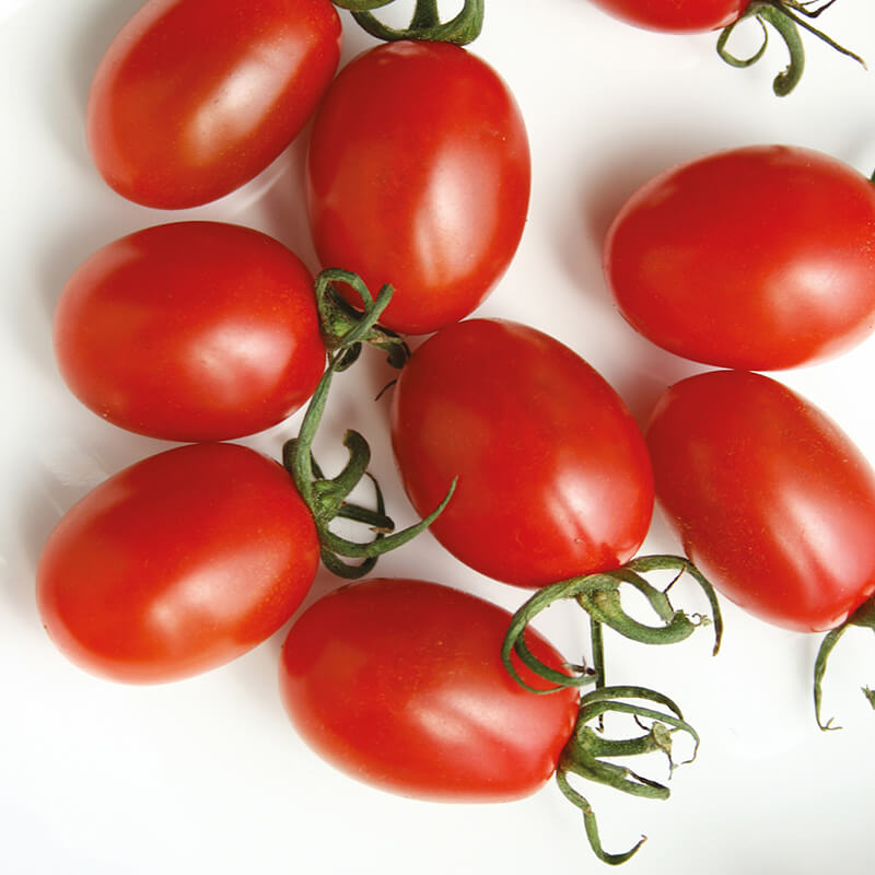 มะเขือเทศซันเกรพ F1 - Sun Grape Tomato F1 (หวาน 10 Brix+)