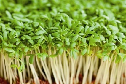เครส - Cress