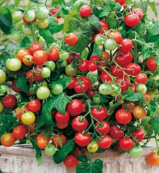 มะเขือเทศมาสคอตก้า - Maskotka Tomato