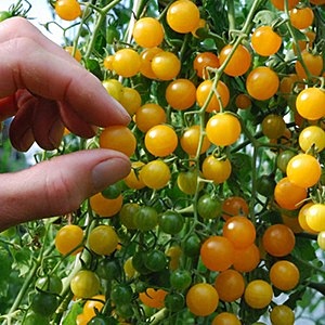 มะเขือเทศเคอเร้นท์สีเหลือง - Yellow Currant Tomato