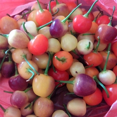 พริกเชอรี่จีนประดับ - Chinese Cherry Ornamental Pepper