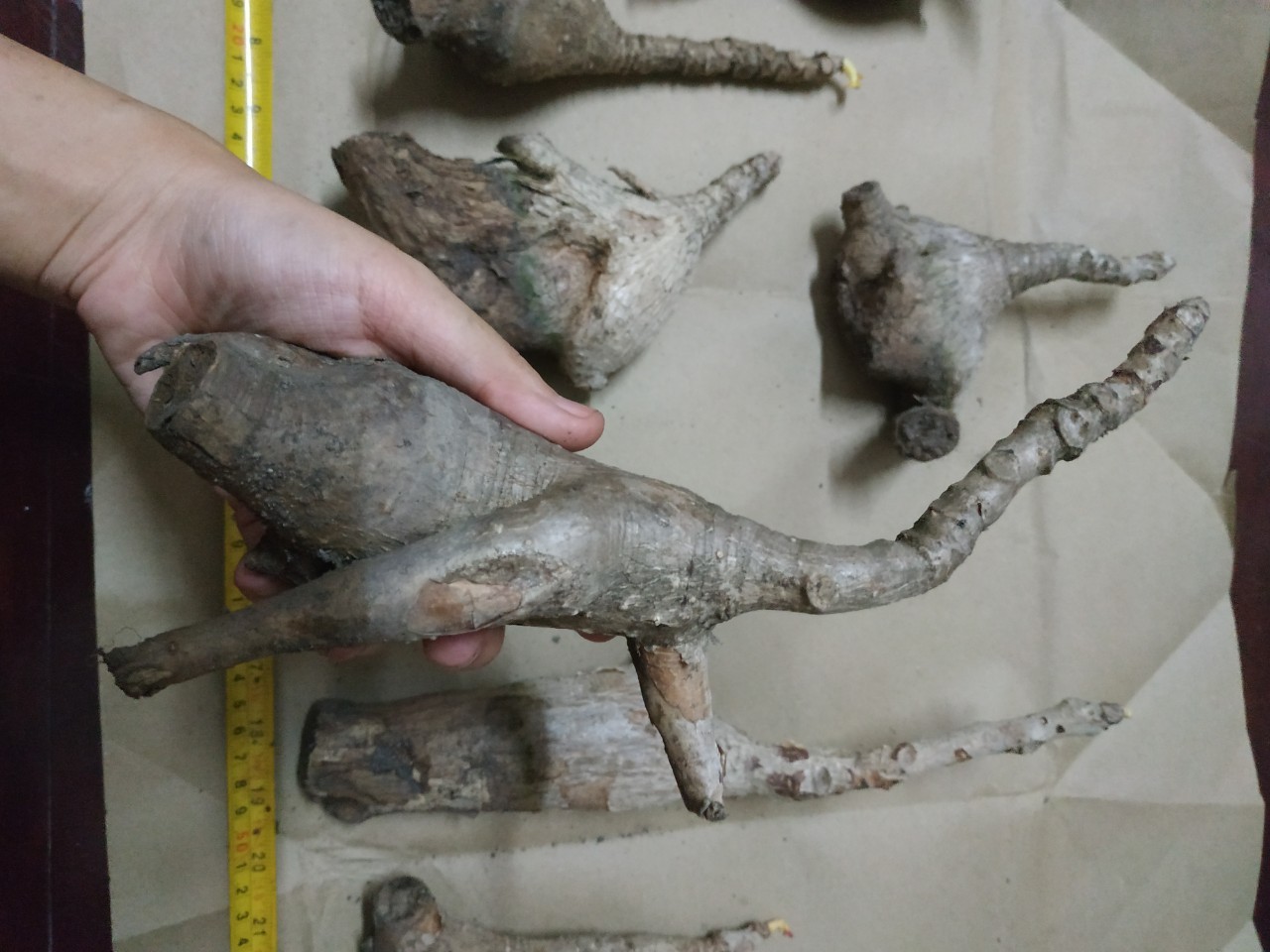 มะยมเงิน มะยมทอง - Phyllanthus mirabilis