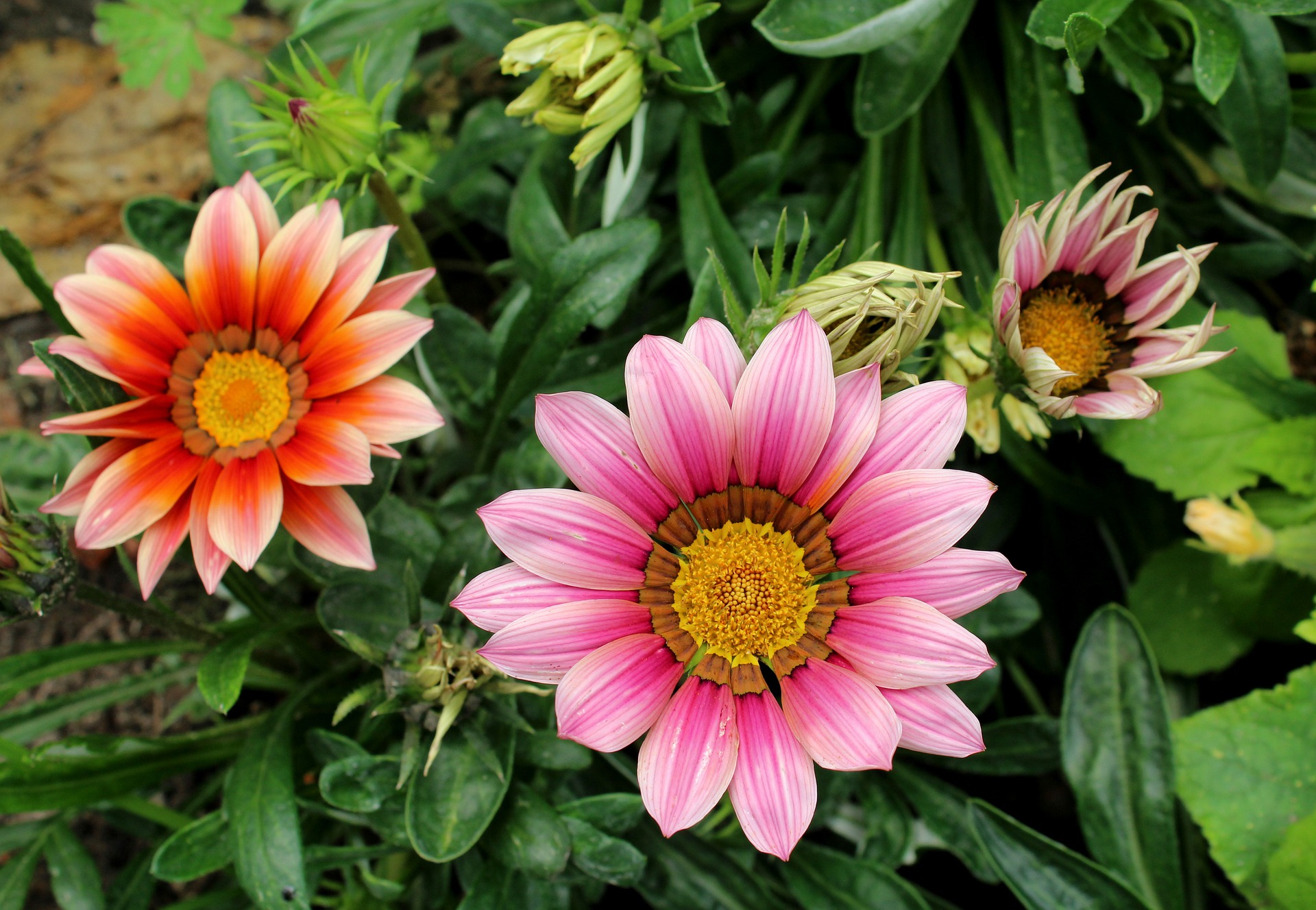 กาซาเนียคละสี (พระจันทร์ทรงกลด) - Mixed Gazania