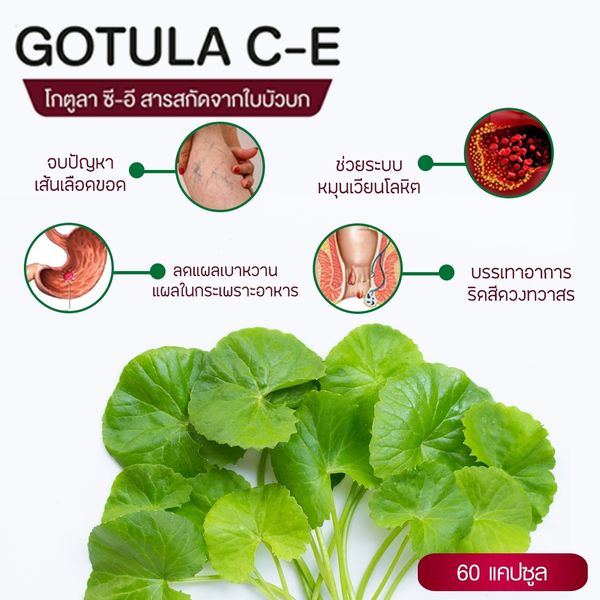 โกตูล่า ซี-อี