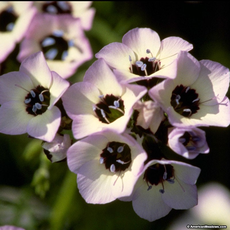 ดอกเบิร์ดอายจิเลีย (หอมเหมือนช็อกโกแลต) - Bird's Eyes (Gilia Tricolor)