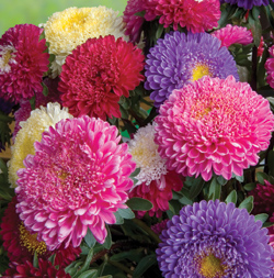 แอสเตอร์คละสี - Mixed Powder Puff Aster