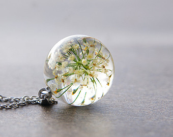 เอมมี่เมจัส - Ammi Majus