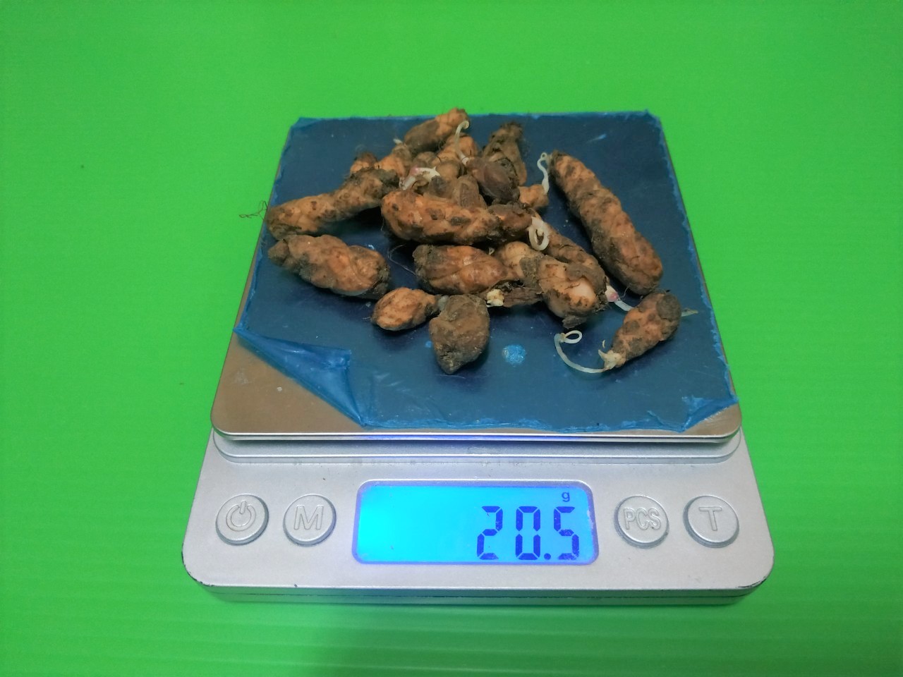 รากผีเสื้อราตรีสีม่วง - Oxalis triangularis 20 กรัม