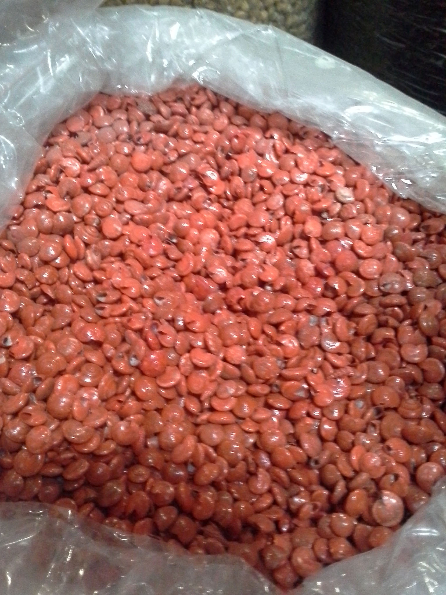 หอยทับทิมสีส้มย้อมมุกชั่งกิโล