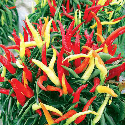 พริกหวานประดับจีน - Chinese Ornamental Sweet Pepper