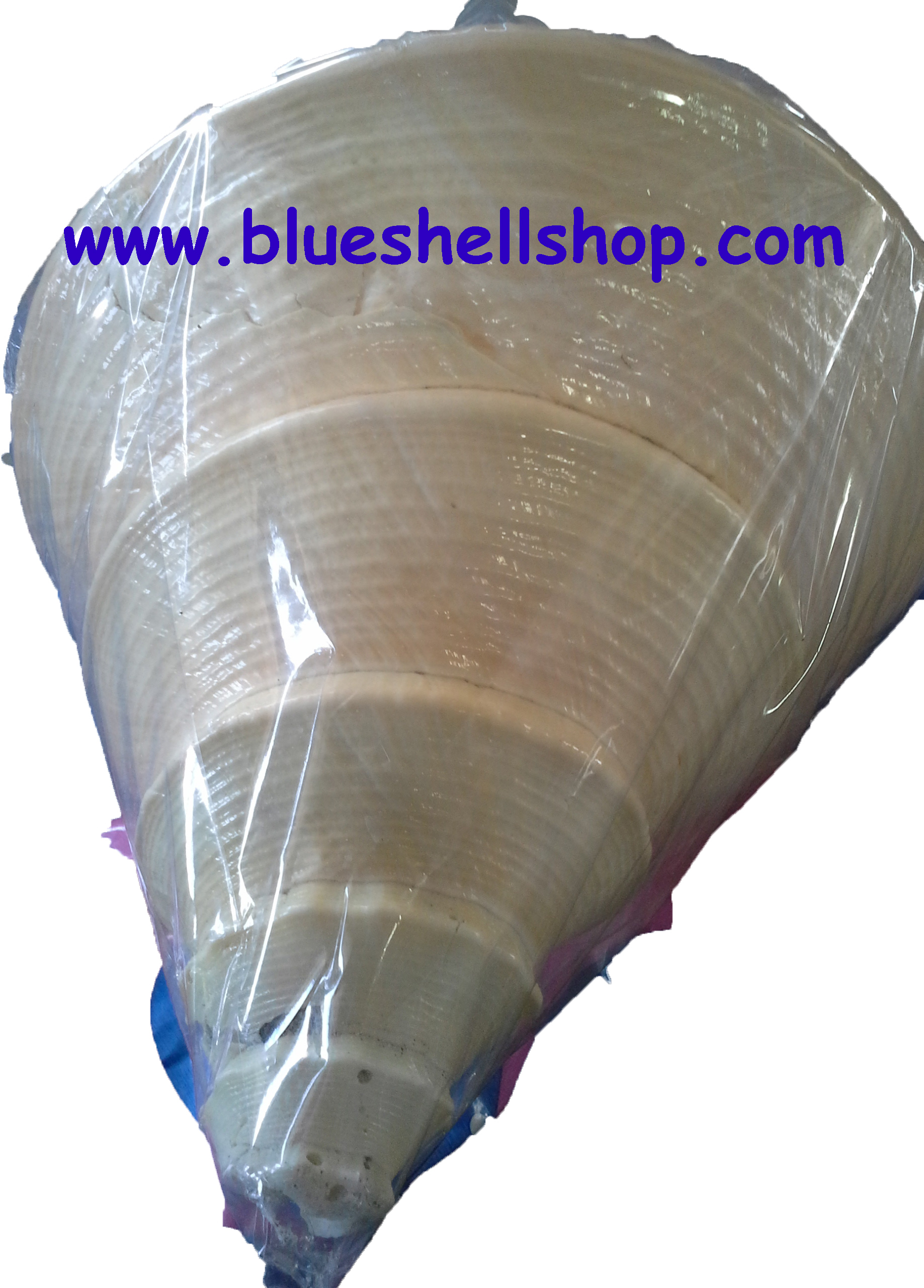 เปลือกหอยสังข์อินโด ส่งฟรีจ้า