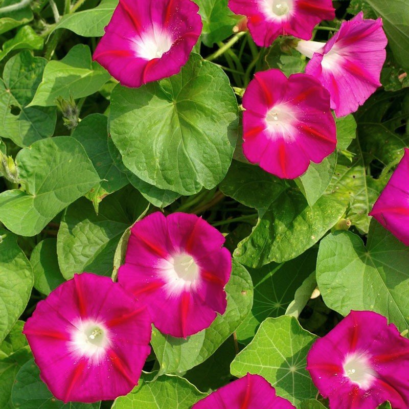 มอร์นิ่งกลอรี่สกาเล็ตโอฮาร่า - Scarlet O'Hara Morning Glory