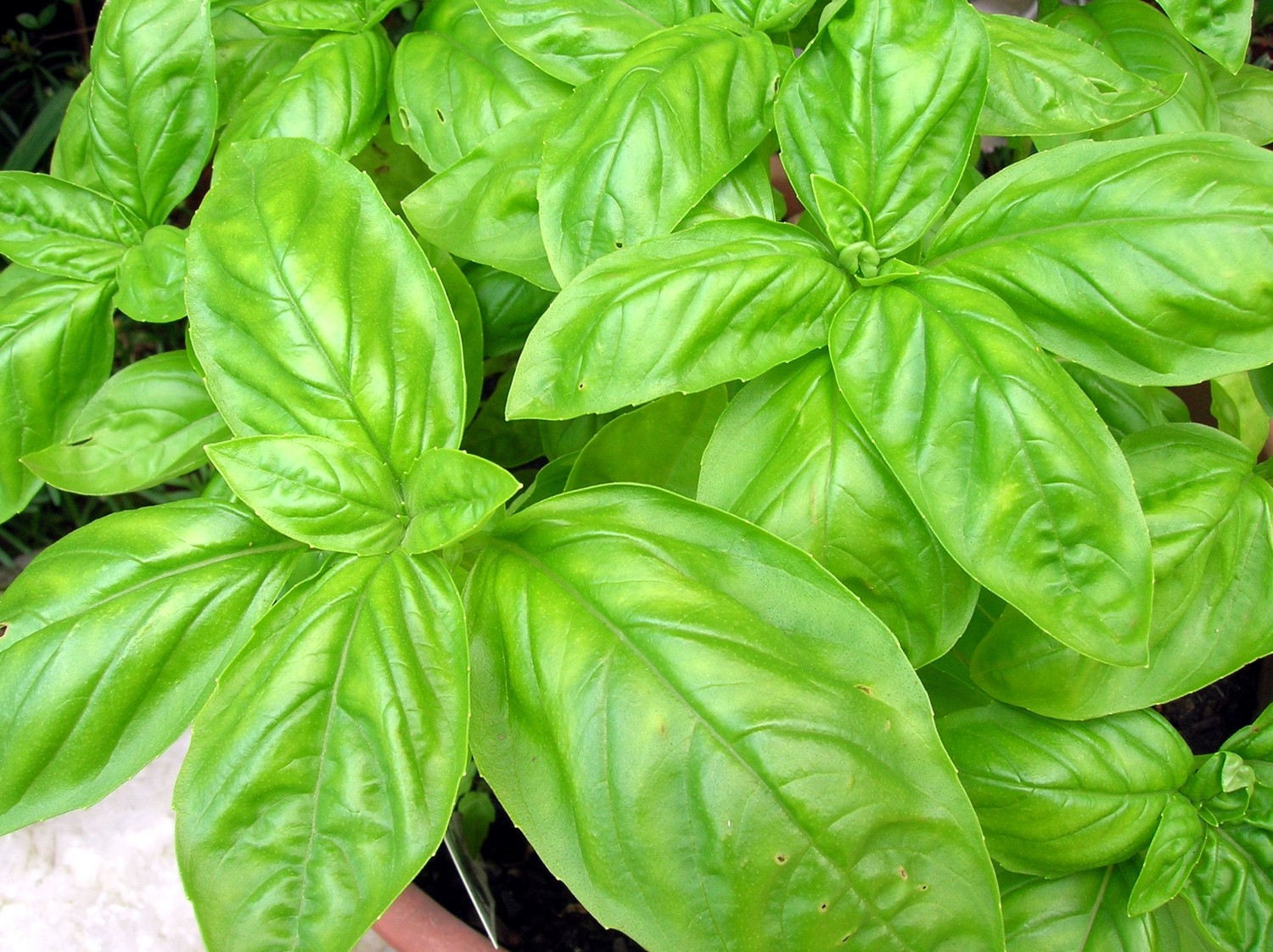 โหระพาอิตาลีใบใหญ่ - Large Leaf Italian Basil