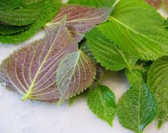 ชิโสะใบสองสี - Bicolor Perilla (Shiso)