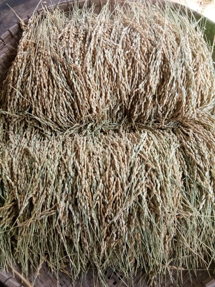 ข้าวญี่ปุ่นโคชิฮิคาริ - Koshihikari Japanese Rice