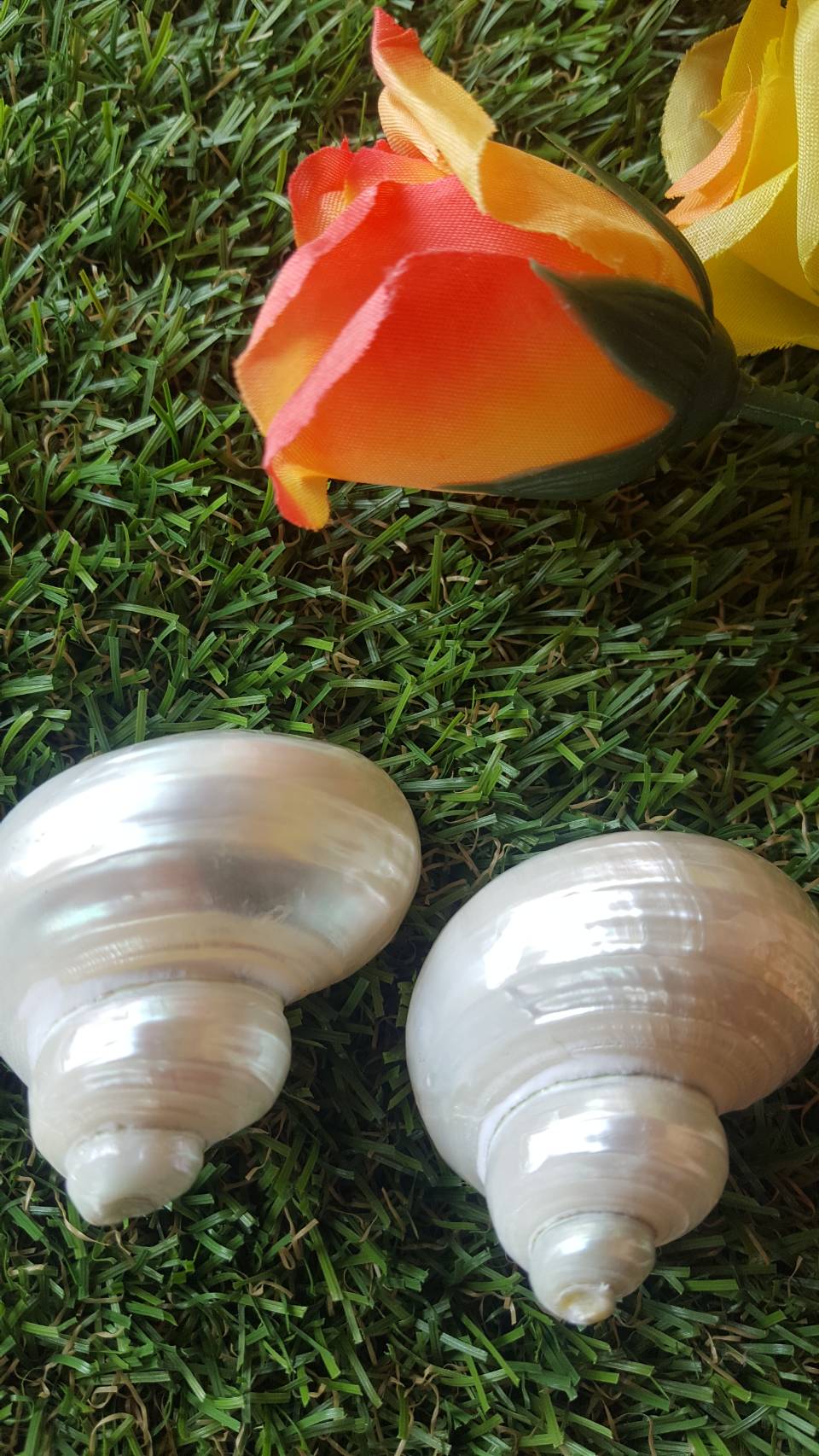 เปลือกหอยสะสมหอยตาวัวขัดเงามุก