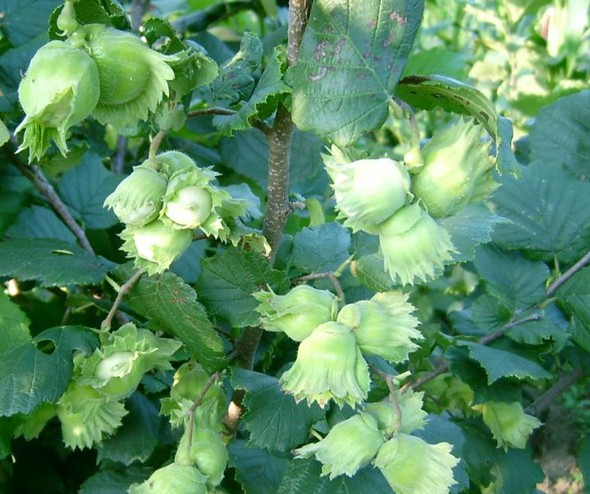 เฮเซลนัท - Hazelnut (Corylus avellana)