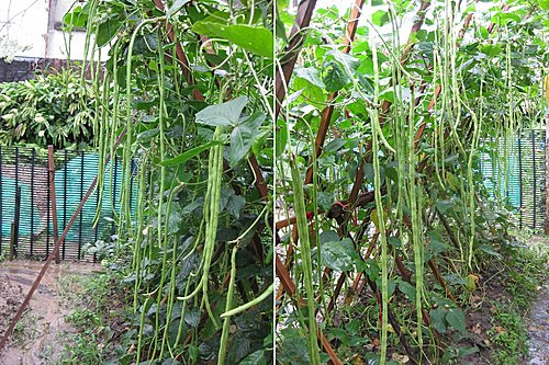 ถั่วฝักยาว - Yard Long Bean (1-1.2 เมตร)