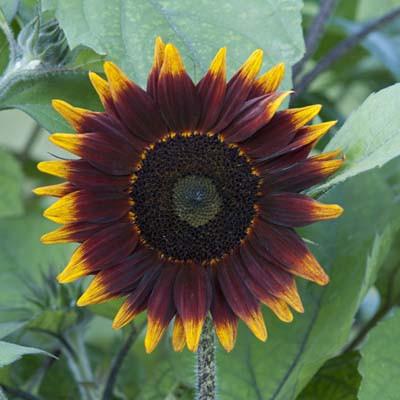 ทานตะวันช็อกโอแลต F1 - Shock-O-Lat Sunflower F1