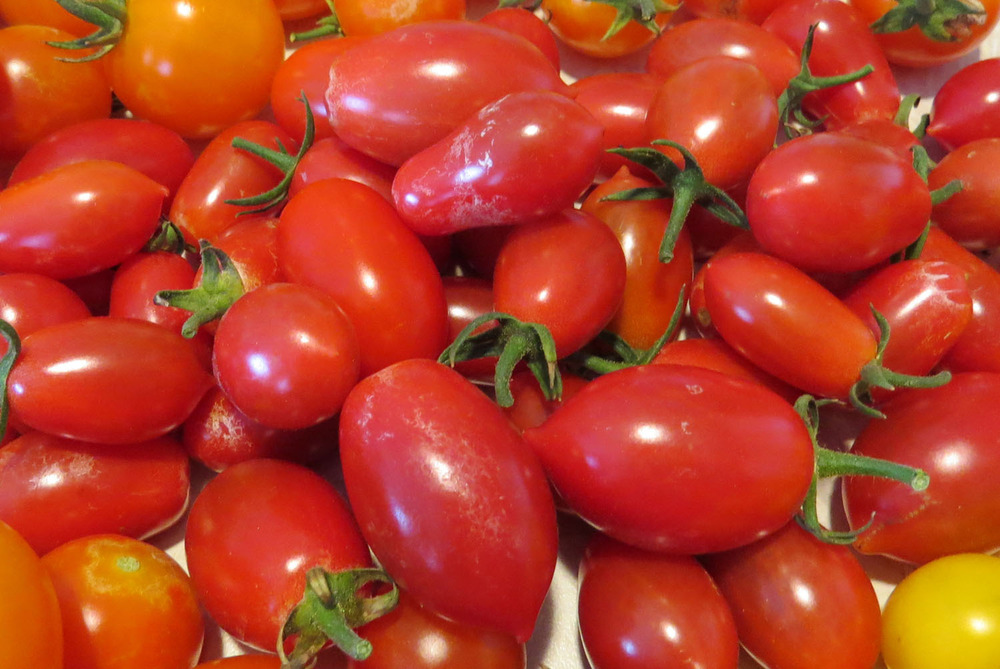 มะเขือเทศชูการี่ F1 - Sugary Tomato F1